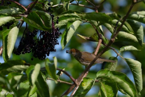 Blackcap at Le Preaux