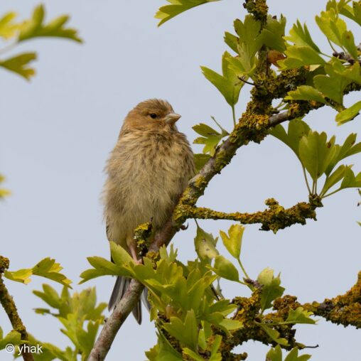 Linnet at Maris-Vernier