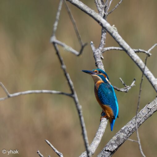 Kingfisher at Maris-Vernier