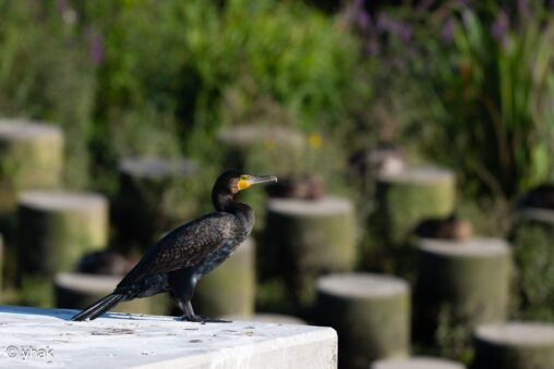 Greater Cormorant at Pont-Audemer