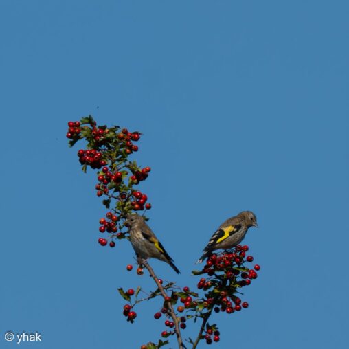Goldfinch at Heurteauville