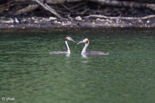 Great Crested Grebe at Berville-sur-Seine
