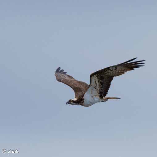 Osprey at Tancarville