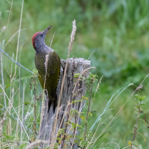 Green Woodpecker at Saint-Sulpice-de-Grimbouville