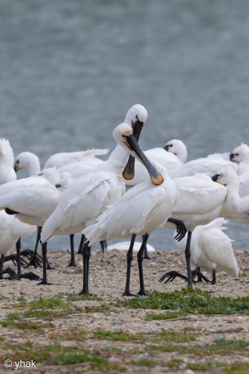 Spoonbill at Parc du Marquenterre