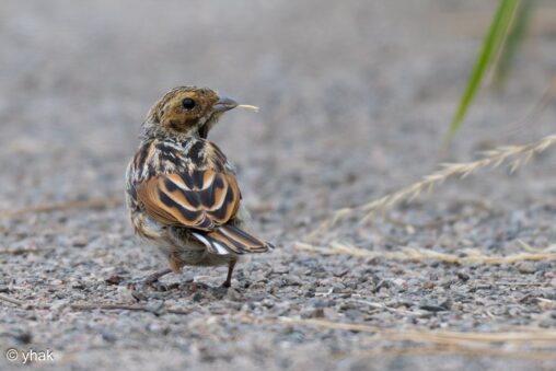 Reed Bunting at RSPB Newport Wetlands