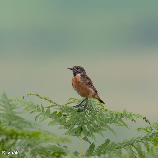 Stonechat at Allt yr Esgair