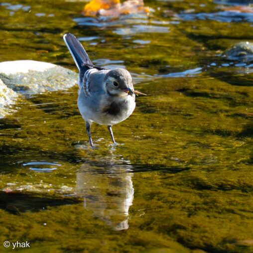 Pied Wagtail at Brecon