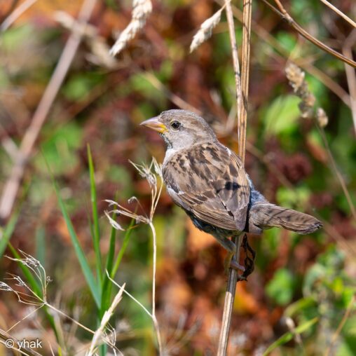 House Sparrow at Abergavenny