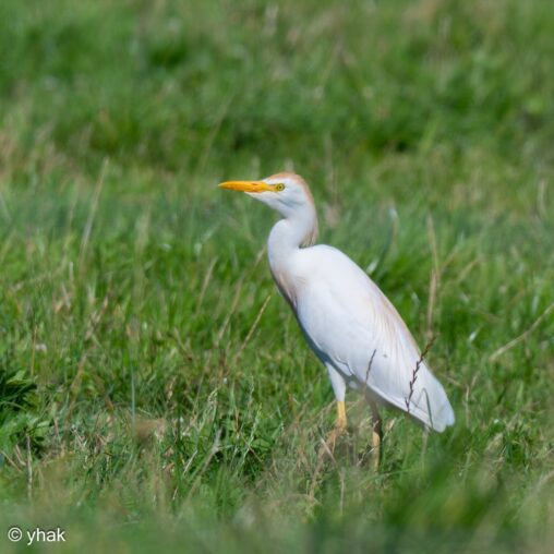 Cattle Egret at Le Lac d'Orient