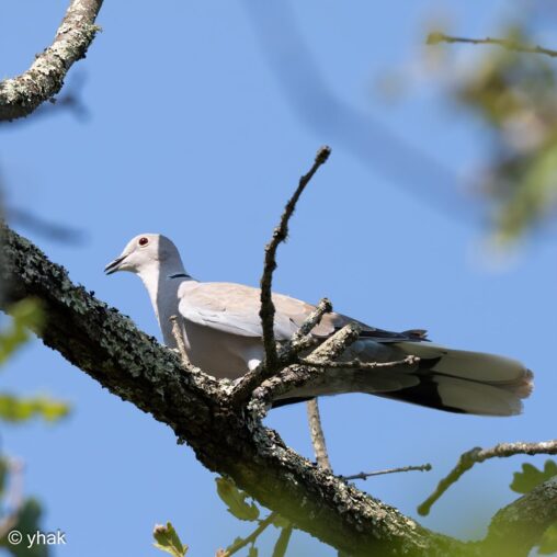 Collared Dove at Lorgue