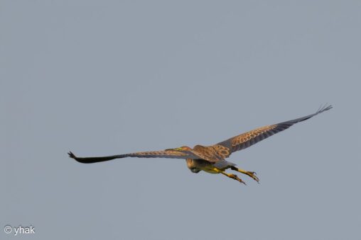 Purple Heron at Camargue