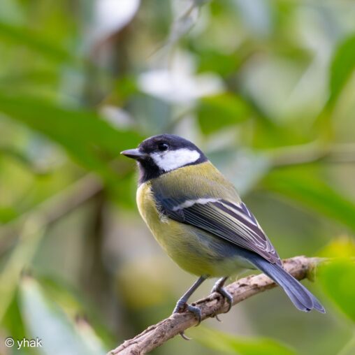 Great Tit at RHS Wisley