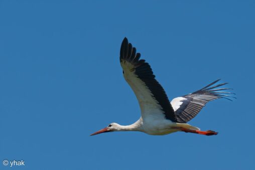 White Stork at Camargue