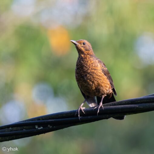 Blackbird at Le Preaux