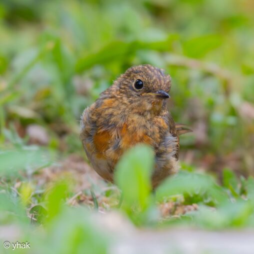Robin at Le Preaux