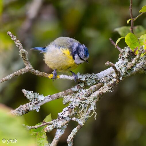 Blue Tit at Le Preaux