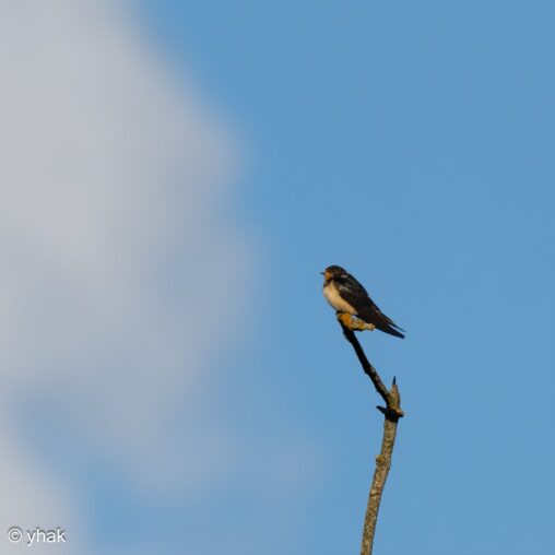 Barn Swallow at Saint-Sulpice-de-Grimbouville