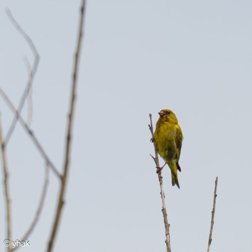 Greenfinch at Maris-Vernier