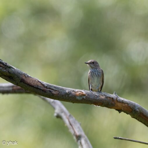 Spotted Flycatcher at Sainte-Opportune-la-Mare