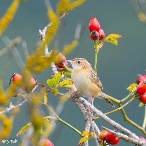 Zitting Cisticola at Saint-Sulpice-de-Grimbouville