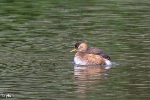 Little Grebe at Parc du Marquenterre