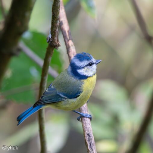 Blue Tit at RHS Wisley