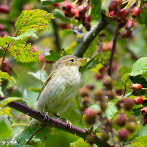 Chiffchaff at RSPB Newport Wetlands
