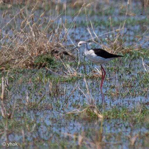 Black-Winged Stilt at Camargue