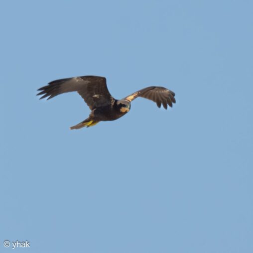 Marsh Harrier at Camargue