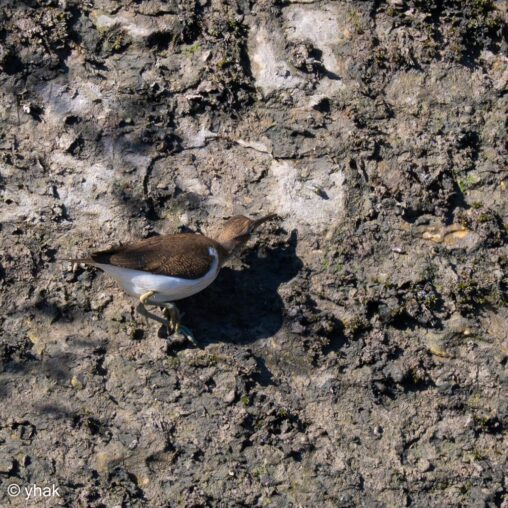 Common Sandpiper at Pont-Audemer