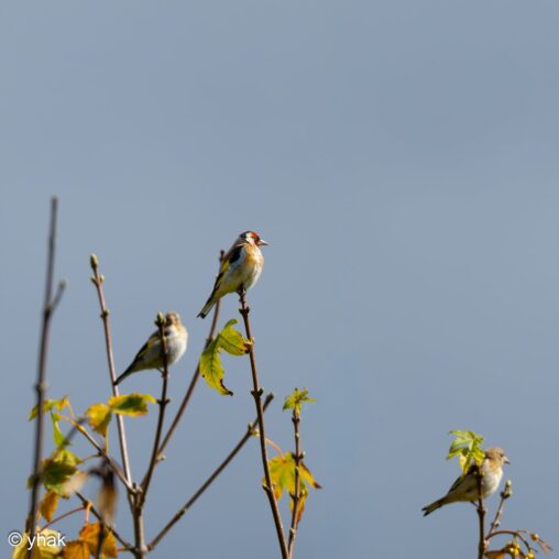 Goldfinch at Tancarville