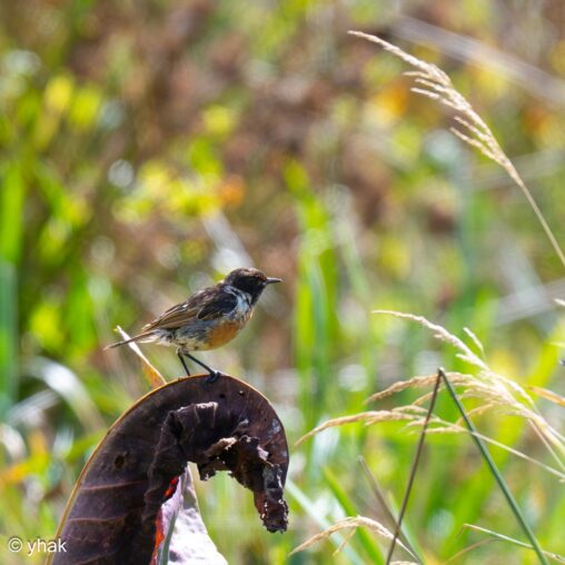 Stonechat at Saint-Sulpice-de-Grimbouville