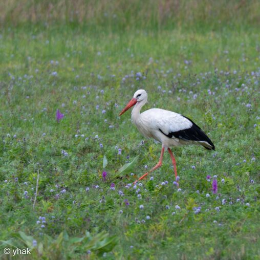 White Stork at Parc du Marquenterre