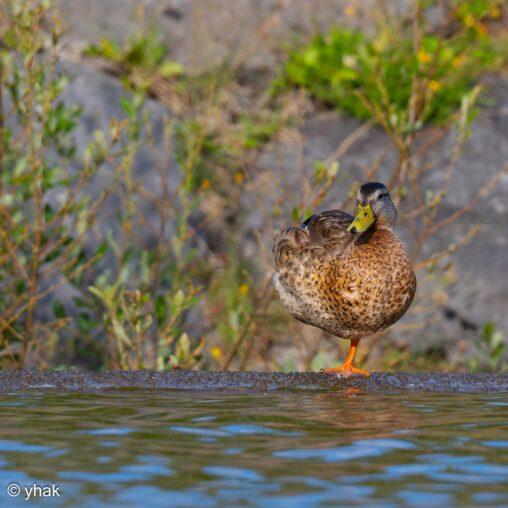 Mallard at Garn Lakes