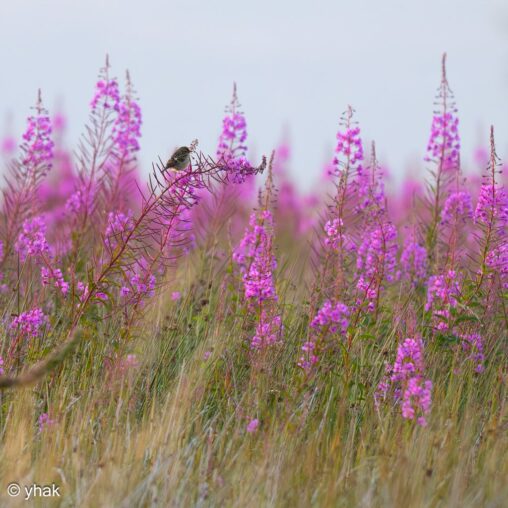 Stonechat at Garn Lakes