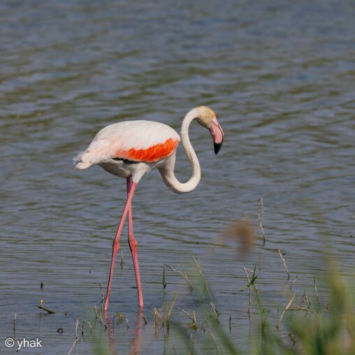 Greater Flamingo at Camargue