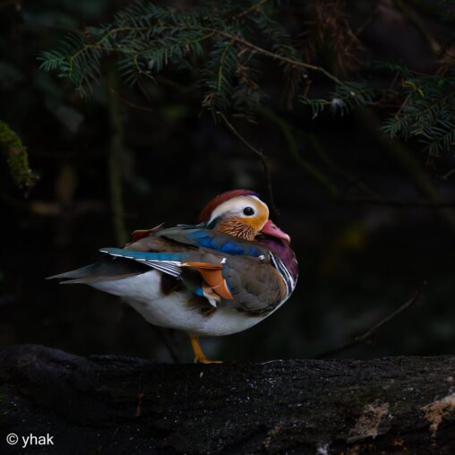Mandarin Duck at WWT Arundel