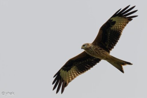 Red Kite at WWT Arundel