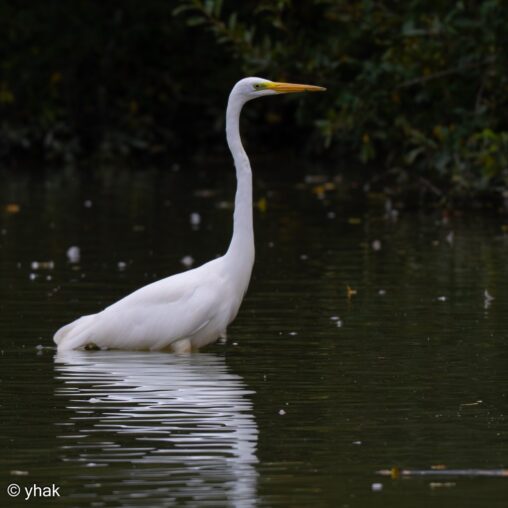 Great Egret at WWT Arundel