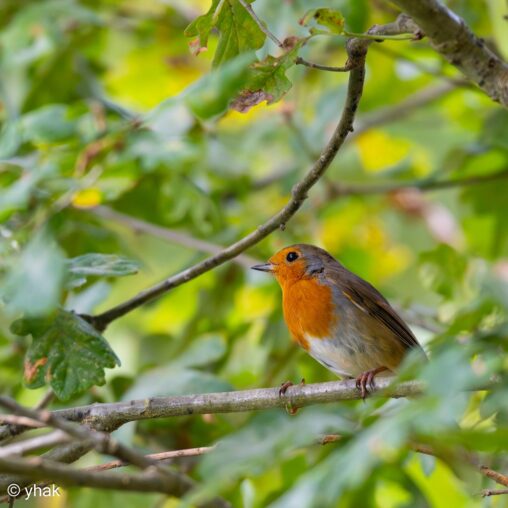 Robin at RHS Wisley