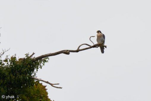 Peregrine Falcon at WWT Arundel