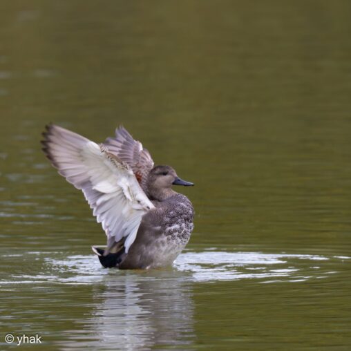 Gadwall at WWT Arundel