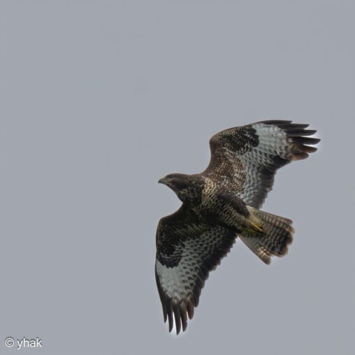 Common Buzzard at WWT Arundel