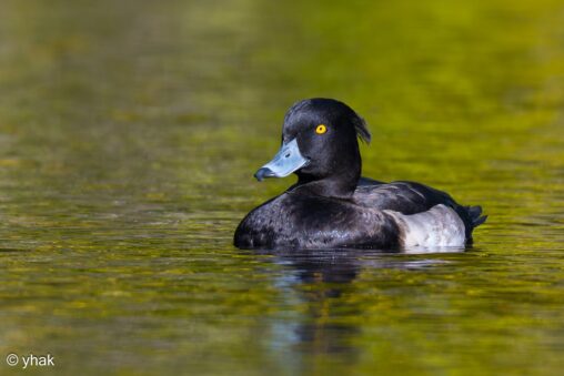 Tufted Duck at Virginia Water