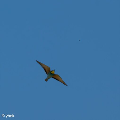 Bee-eater at Camargue