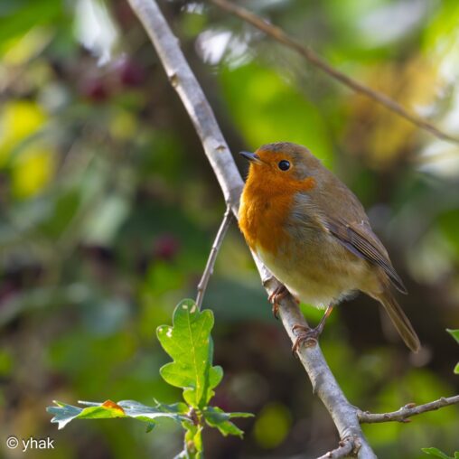 Robin at Virginia Water