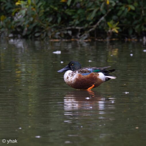Shoveler at WWT Arundel