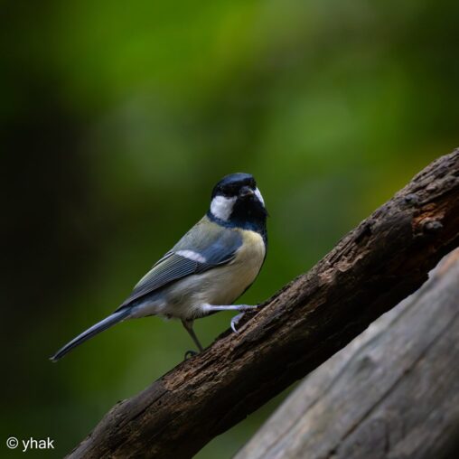 Great Tit at WWT Arundel