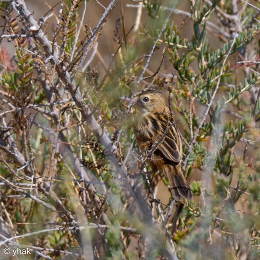 Zitting Cisticola at Camargue